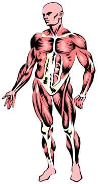 An anatomical drawing of the human muscular system.